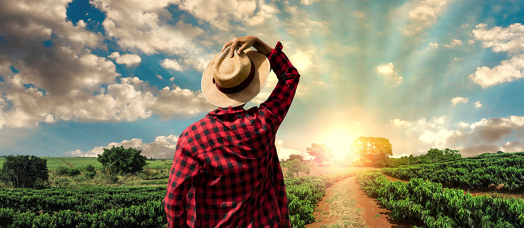 Farmer looking to horizon