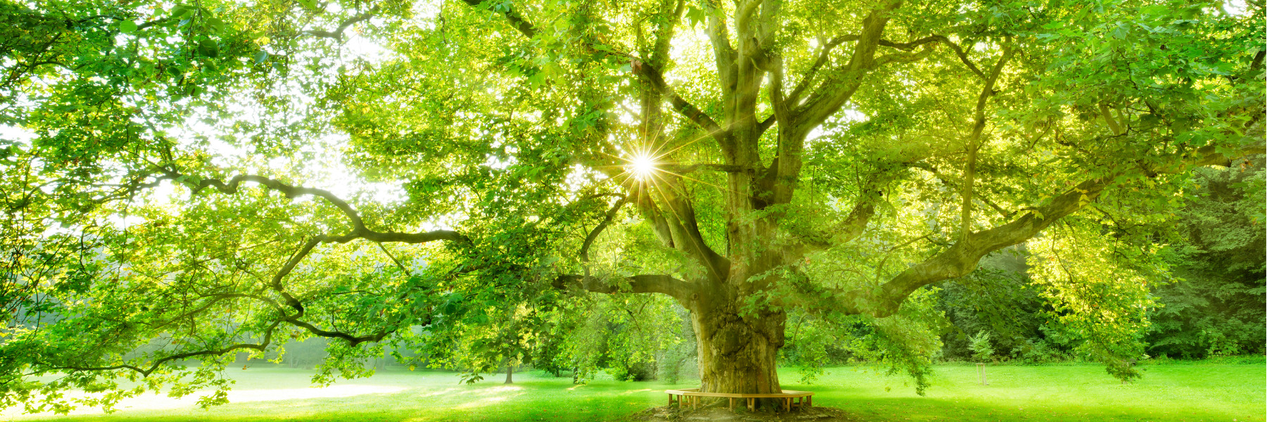 large tree with sunlight shinning through leaves