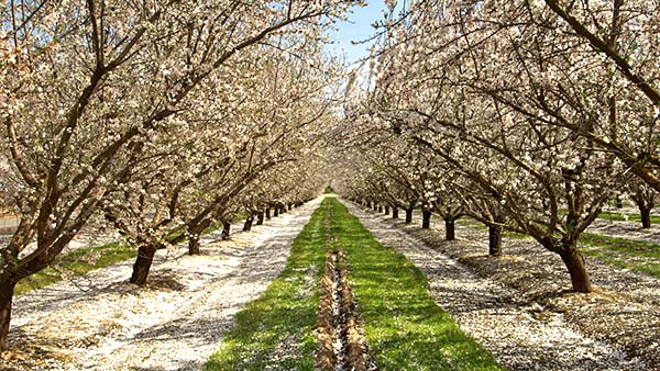 Blossom Trail